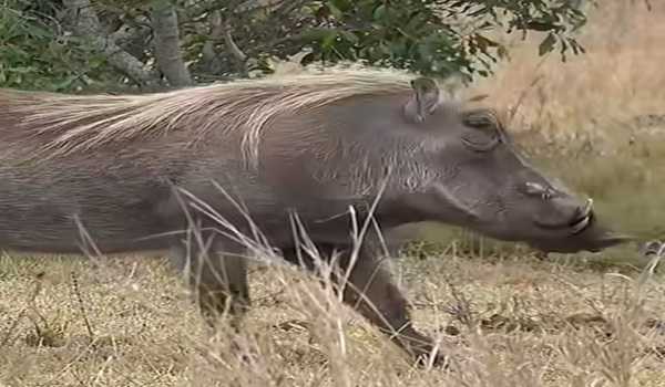 One killed, two injured in wild boar attack in Odisha