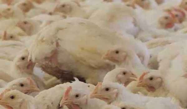 Cambodia records new death of H5N1 bird flu case
