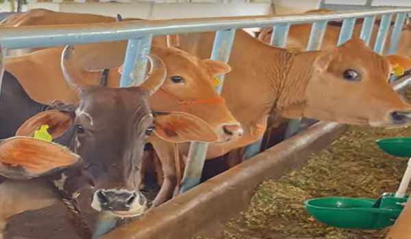 Maha approves Rs 30 cr subsidy for cow shelters across 43 talukas