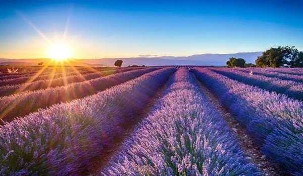 Aroma Mission: Over 50 distillation units installed in J&K, Jitendra to inaugurate Lavender Fest on June 1: Official