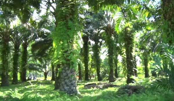 Converting rubber plantation, three Tripura farmers raise palm oil orchard