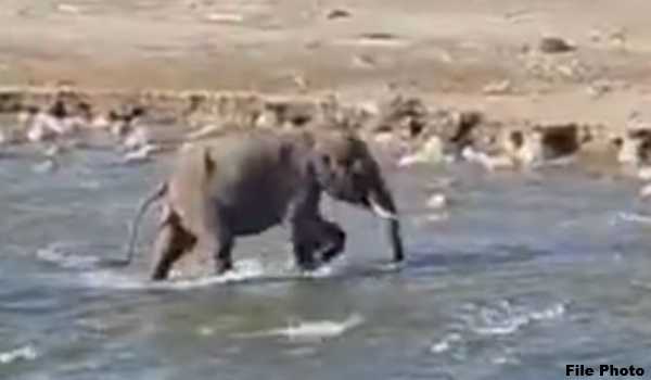 Tripura: Elephant calf died in lightning, boy drowned, 57 families shifted