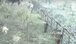 Pakistan violates ceasefire for seventh consecutive night along LoC in J&K