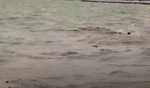 Body of youth recovered after Shikara capsizes in Dal Lake