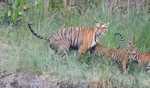 Terai region in UP emerging as ecotourism hub
