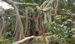 Islamists chop down 200-year-old-banyan tree in Bangladesh due to ‘un-Islamic’ rituals by locals