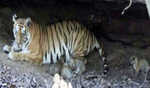 Tigress gives birth to four cubs at MP's Nauradehi reserve