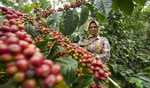 Kelachandra Coffee to present Indian brews at World of Coffee Jakarta
