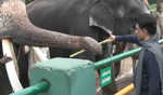 Stalin in Ooty : Feeds elephants at Theppadu camp, inaugurates Mahout village, other facilities
