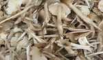 Vientiane: Poisonous mushrooms kill 6 in northern Laos