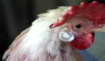 Special vigilance on Nepal border due to possibility of bird flu