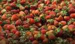 Kashmir's strawberry farmers hit hard as prices plummet after Pahalgam attack