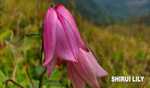 Visitors pouring in at Ukhrul for Manipur Shirui festival