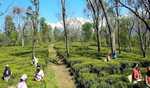 Tea Board India commemorates International Tea Day with a series of promotional events