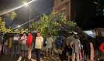 Maha: Man injured as tree falls on parked vehicles amid heavy rains in Mumbai