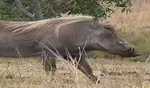 One killed, two injured in wild boar attack in Odisha