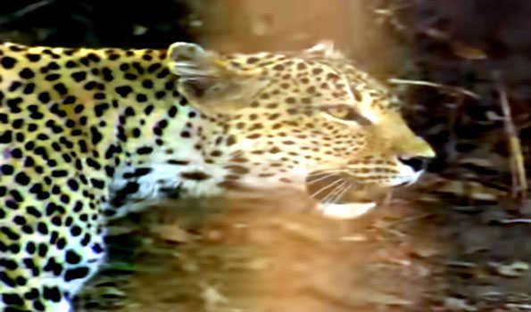 Maha: 5-yr-old boy killed in leopard attack