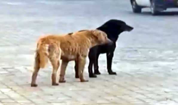 One killed, 14 injured in stray dog attack in Jalgaon