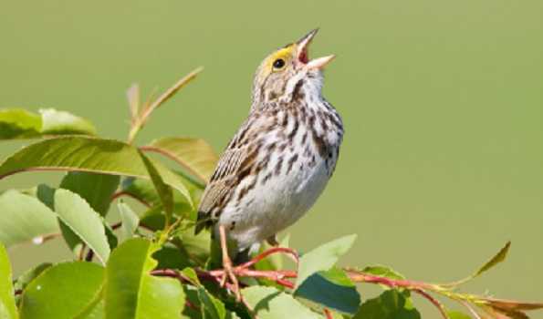 Why do birds sing at dawn? A study from the Western Ghats unravel the morning chorus