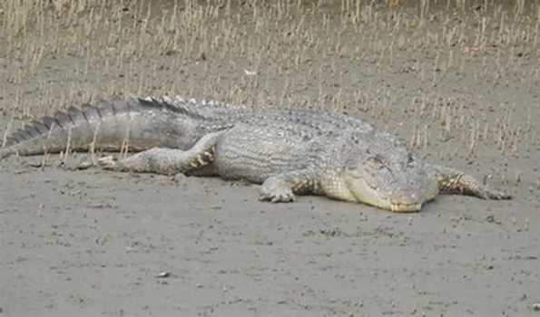 Odisha a global leader in crocodile conservation: Forest Minister