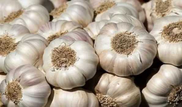 HP: Garlic processing and value addition key to enhancing farmers’ income in Sirmaur