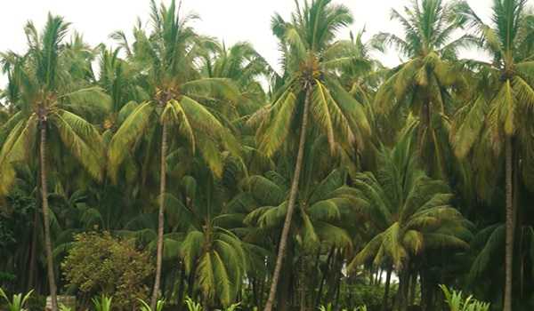 Comprehensive Coconut Development Project to improve production