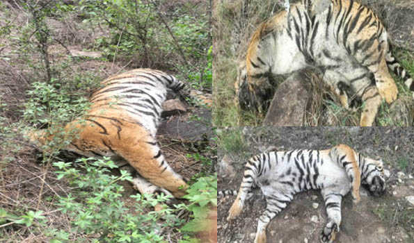 Karnataka: Five tigers found dead at Male Mahadeshwara Hills