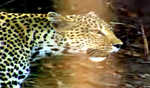 Maha: 5-yr-old boy killed in leopard attack