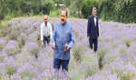 Lavender