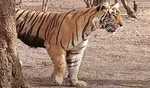 Rajasthan: Priest killed in tiger attack in Sawai Madhopur