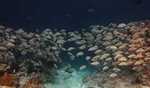 Annual fish catch potential of Lakshadweep 1 lakh MT