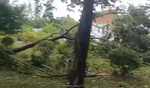 China issues yellow alert for Typhoon Wutip China issues yellow alert for Typhoon Wutip