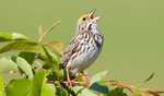 Why do birds sing at dawn? A study from the Western Ghats unravel the morning chorus
