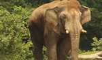 Tripura set to launch elephant safari in Atharamura range