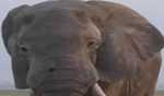 Man trampled to death at his house by wild elephant