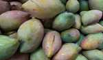 Totapuri mango ban by Andhra hits Karnataka farmers hard