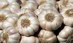 HP: Garlic processing and value addition key to enhancing farmers’ income in Sirmaur