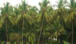 Comprehensive Coconut Development Project to improve production