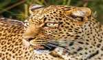 4-year-old girl killed in leopard attack