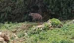 WII scientists track hyena’s 85-km trek, flag corridor concerns
