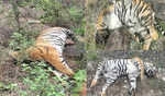 Karnataka: Five tigers found dead at Male Mahadeshwara Hills