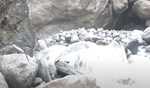 Incessant rain hampers rescue operations; 17 dead in monsoon-related incidents in Himachal