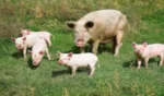 Over 5,000 pigs dead as African Swine Fever continues to ravage Mizoram
