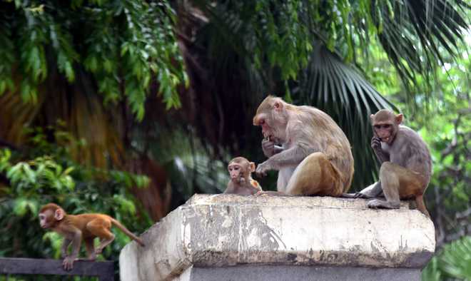 Captured, relocated, returned: Why Delhi can't solve its monkey problem?
