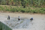 RANCHI,  APR 27,(UNI):-  People catching fish  in a dried pond on a hot summer day on the outskirts of Ranchi  on Saturday.UNI PHOTO-21u