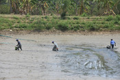 RANCHI,  APR 27,(UNI):-  People catching fish  in a dried pond on a hot summer day on the outskirts of Ranchi  on Saturday.UNI PHOTO-22u