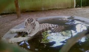 RANCHI,  APR 27,(UNI):- A White Tiger cools off himself in a water pond on a hot summer day at Birsa Munda Zoological Park on the outskirts of Ranchi  on Saturday .UNI PHOTO-29U