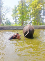 RANCHI, APR 27 (UNI):- Elephants cools off  himself in a water pond on a hot summer day at Birsa Munda Zoological Park on the outskirts of Ranchi  on Saturday .UNI PHOTO-30U