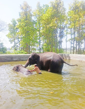 RANCHI, APR 27 (UNI):- Elephants cools off himself in a water pond on a hot summer day at Birsa Munda Zoological Park on the outskirts of Ranchi  on Saturday .UNI PHOTO-31U
